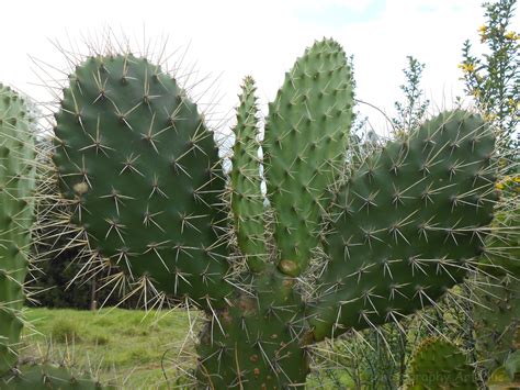 Cactus | Photography Art Plus