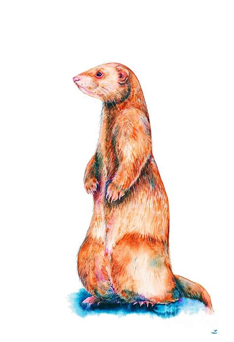 Cinnamon Ferret Painting by Zaira Dzhaubaeva - Fine Art America