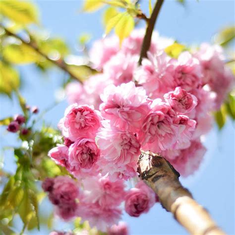 Tree of the Month: Japanese Cherry Blossom Trees | Ransoms Garden Centre