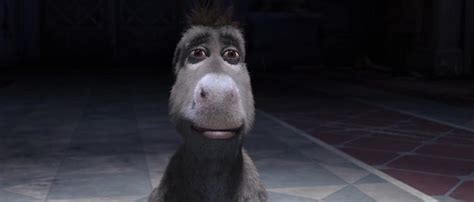 Staring Donkey (Full Frame) | Staring Donkey | Know Your Meme