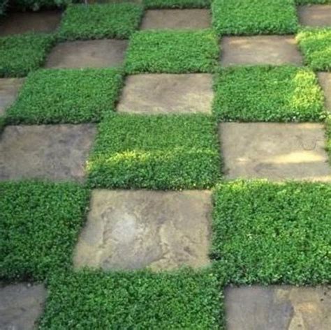 Rupturewort Green Carpet Ground Cover Seeds herniaria Glabra 200seeds - Etsy | Lawn alternatives ...