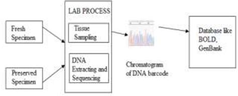 [PDF] DNA Barcoding and Its Applications | Semantic Scholar