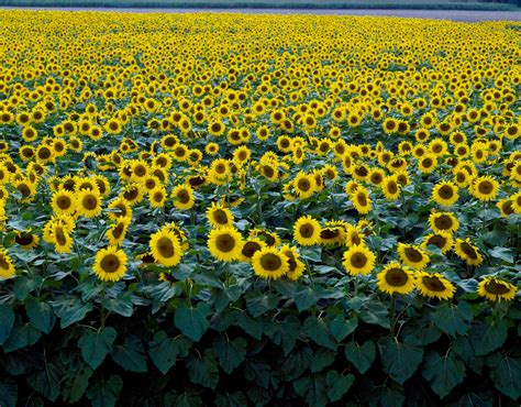 Sunflowers in a Wisconsin field. Original ima.. | Free public domain photo - 421859