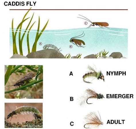 Info Graphics—Life Cycles of Aquatic Insects #saltwaterfishingtips ...