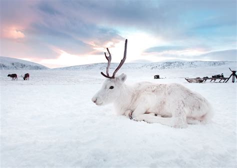 Rare white reindeer calf photographed in Norway