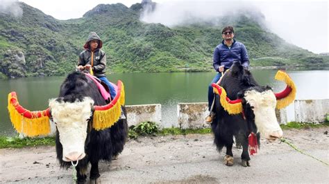 Happy Vacation - Guest from Jaipur Enjoying Yak Ride at Tsomgo Lake ...