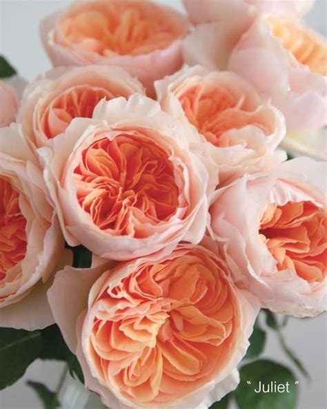 bush roses varieties #rosegardening | Bloem tuinieren, Tuinrozen ...