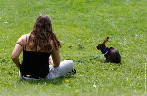 Rommerz Rabbit Hopping Competition in Germany | Amusing Planet