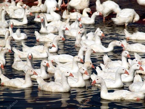 Ducks in a Pond — Stock Photo © shiyali #5705385