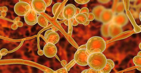 Drug-Resistant Fungus Infecting Nursing Homes Across the Country