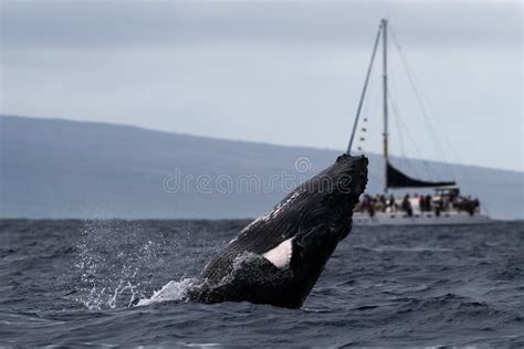 Humpback Whale Breaching Near Lahaina in Hawaii. Stock Image - Image of hawaii, whalewatching ...