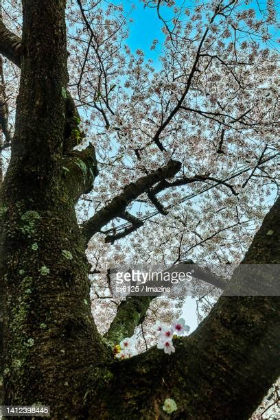 56 Cherry Blossom Jeju Stock Photos, High-Res Pictures, and Images ...