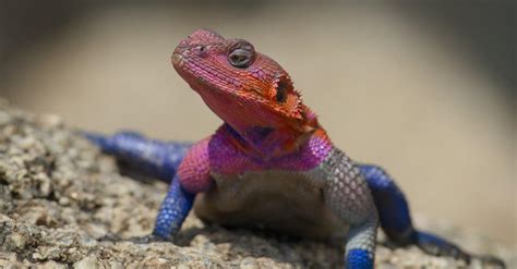 Agama Lizard Pictures - AZ Animals