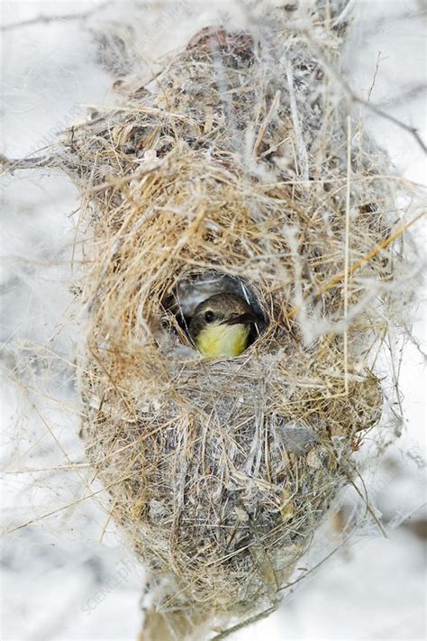 Female Purple Sunbird - Stock Image - C018/9279 - Science Photo Library