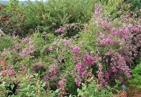 Fafard flowering shrubs for fall