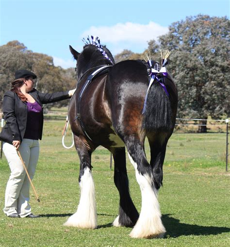 Darkmoor Shire Horse Stud | Breeding With Our Shire Stallions - Darkmoor Shire Horse Stud