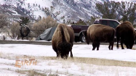 Yellowstone Bison - YouTube