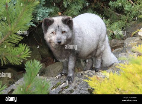 Polar fox Stock Photo - Alamy