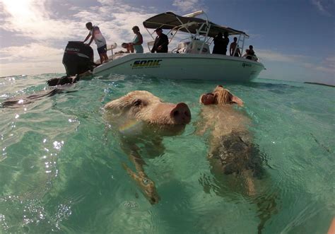 Why are there swimming pigs in the Exumas, Bahamas??? | TRAVELS WITH TAM