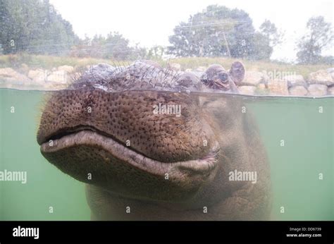 Hippo underwater Stock Photo - Alamy