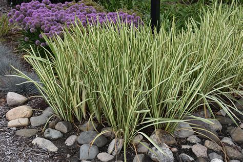 Variegated Sweet Flag (Acorus calamus 'Variegatus') in Boston Hopkinton Chelmsford Hingham ...