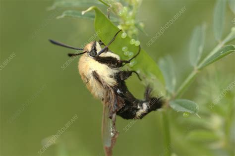 Hummingbird Moth laying eggs - Stock Image - F031/3170 - Science Photo Library