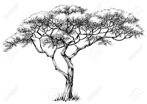 African Tree, Marula Tree Royalty Free Cliparts, Vectors, And Stock Illustration. Image 55852568 ...