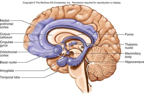 Pin by Glenn Kageyama on Limbic system | Brain anatomy, Limbic system, Basic anatomy and physiology