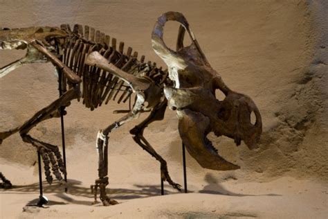 Protoceratops andrewsi