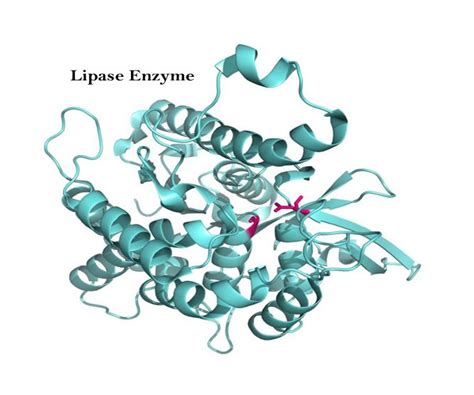 Enzyme Lipase