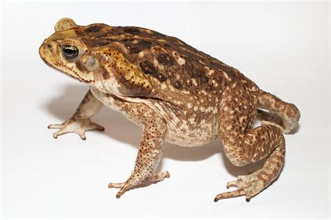 Toxic Toads Are Yet Another Plague Threatening Us in 2020