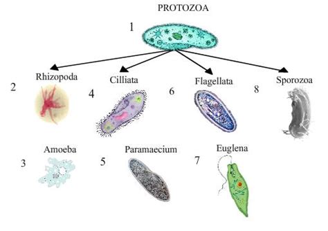 Trick to remember diseases caused by Protozoa | GK-Tricks.com