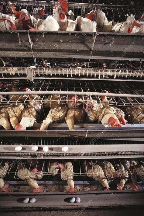 Caged chickens on a battery farm - Stock Image - E764/0021 - Science ...