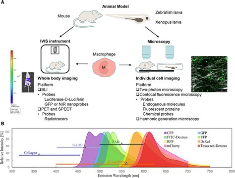 Frontiers | Discovering Macrophage Functions Using In Vivo Optical Imaging Techniques