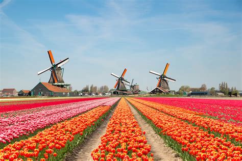 Keukenhof Gardens Virtual Tour of Tulips in Holland | Apartment Therapy