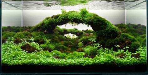 Aquascape Ideas With Rocks And Plants - Aquascape Ideas