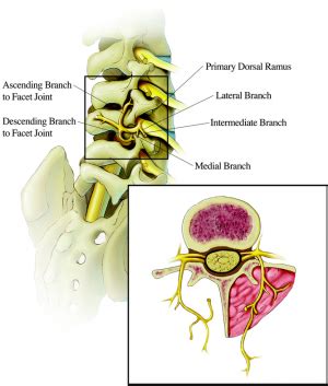 Facet In Anatomy - Anatomy Reading Source