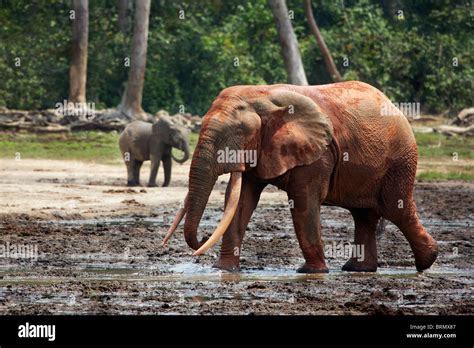 Loxodonta cyclotis forest hi-res stock photography and images - Alamy