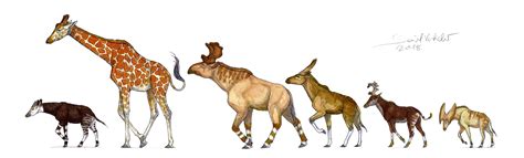 Ruminantia 3 : Climacoceratidae and Giraffidae by Gredinia on DeviantArt