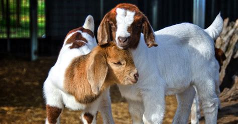 How to care for goats when they are expecting goat kids