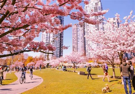 Here's When Vancouver Cherry Blossoms Will Reach Peak Bloom in 2023 ...