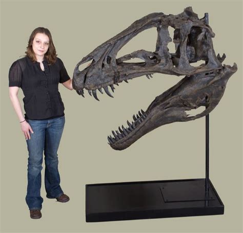 Acrocanthosaurus atokensis Skull – Display Replica – Black Hills Institute