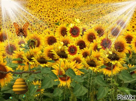 10 Animated Sunflower Gifs And Images To Love