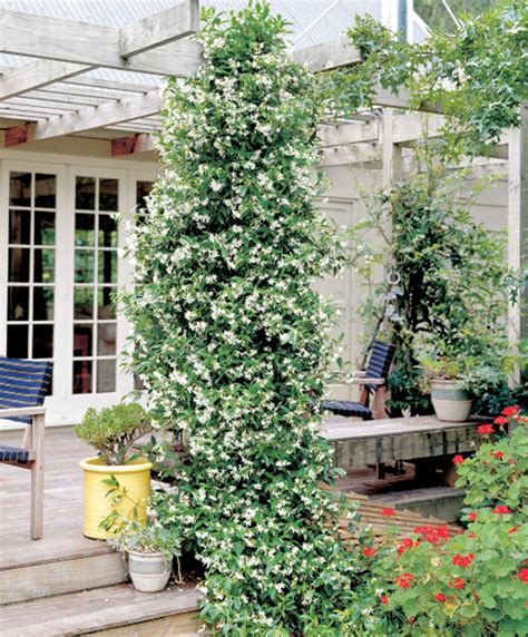 Star Jasmine | Plants from Bakker Spalding Garden Company | Outdoor plants, Jasmine plant ...