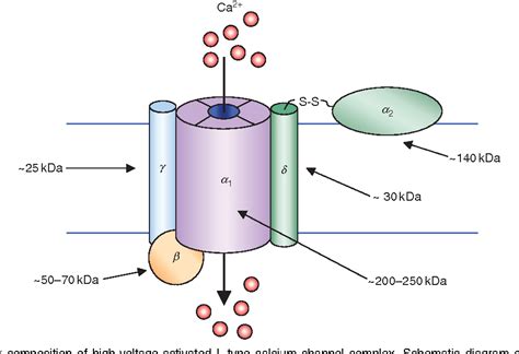 Figure 3 from Voltage-Gated Calcium Channels 427 Author ' s personal ...