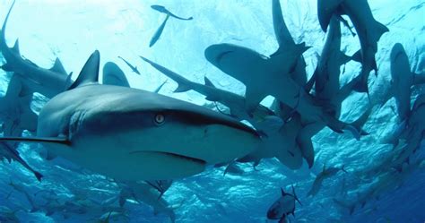 Diving with Sharks: The Ultimate Guide » TVF International