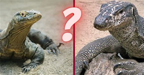 ¿Era un varano o dragón de Komodo el reptil atrapado en Celaya? Aquí te despejamos todas las ...