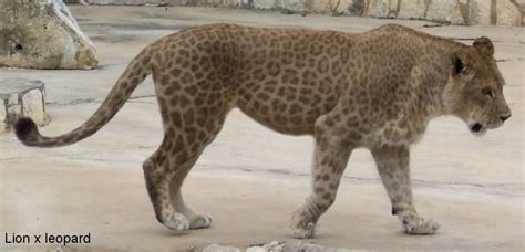 Hybrids Between Leopards and Lions