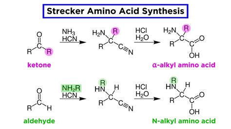 Strecker Amino Acid Synthesis - YouTube