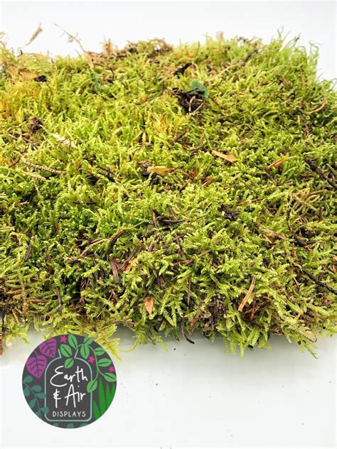 Live Sheet Moss Perfect Ground Cover Real Living Moss For | Etsy